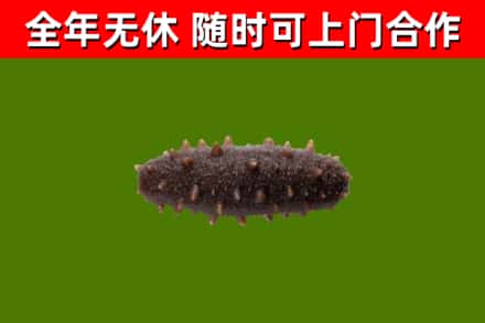 平顶山回收海参干